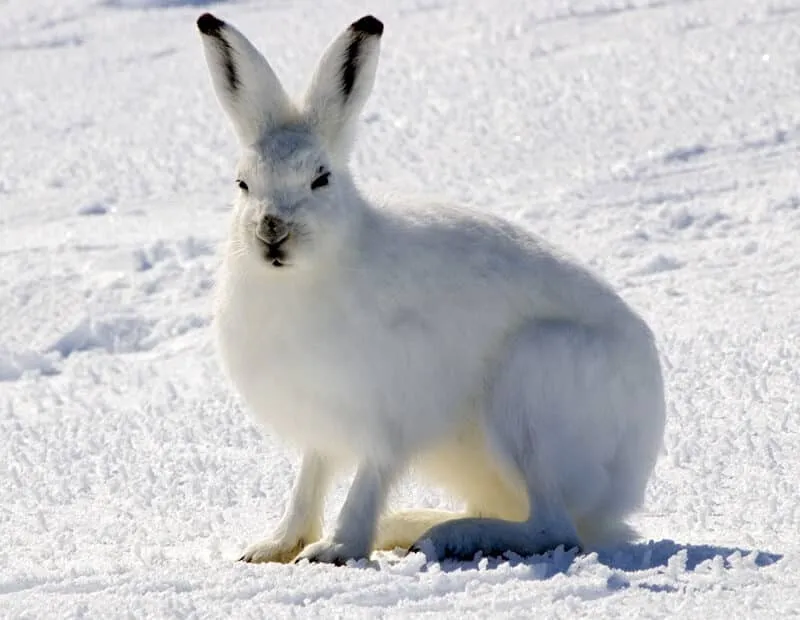 Lepre bianca sulla neve.