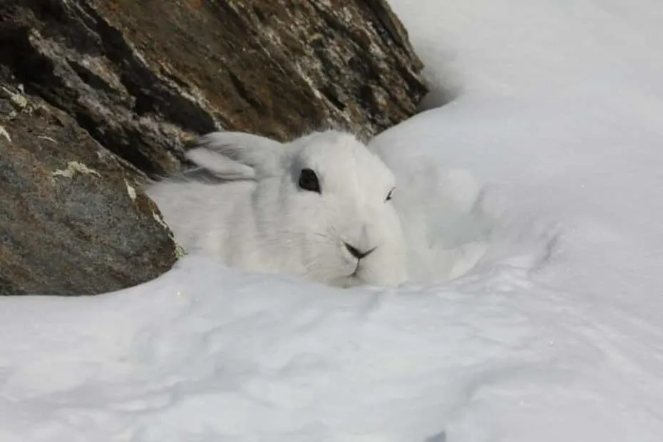Lepre bianca mimetizzata nella neve.