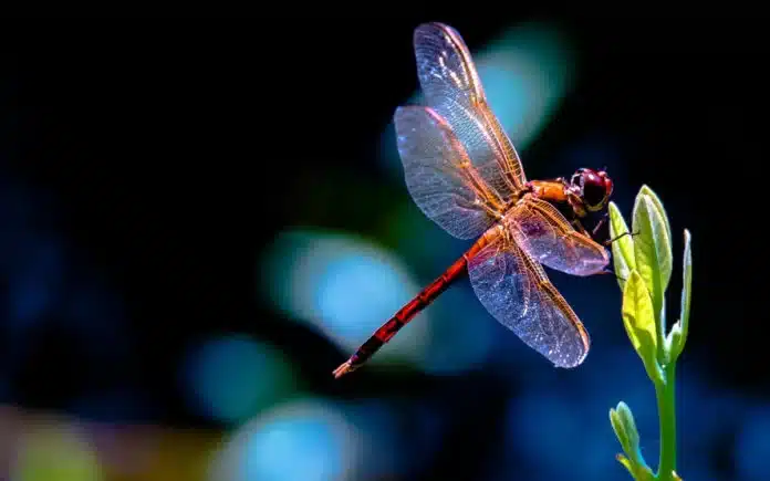 Libellula rossa atterra su foglia verde.