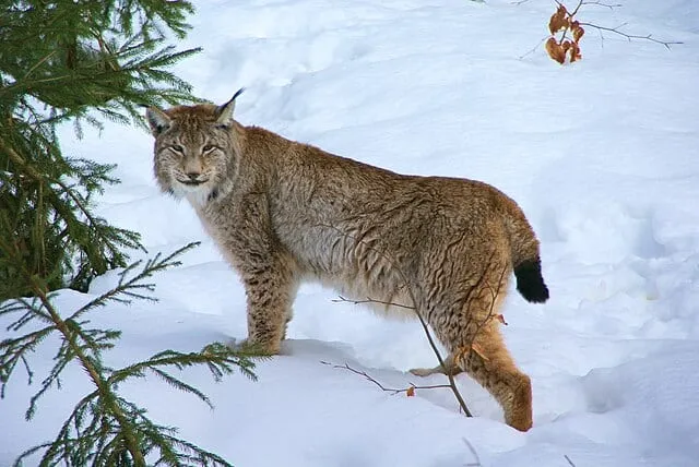Lince europea sulla neve.