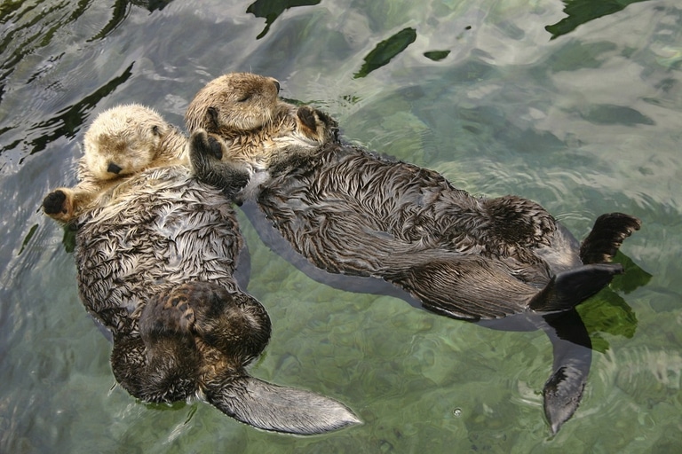 Lontra marina con cucciolo in acqua.