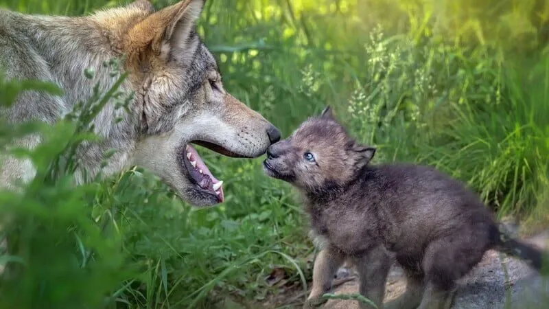 Lupo adulto interagisce con cucciolo nel bosco.