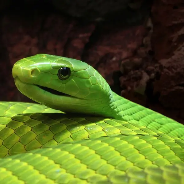 Primo piano di un serpente verde.