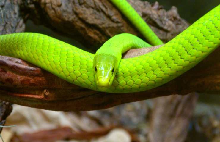 Serpente verde su ramo.