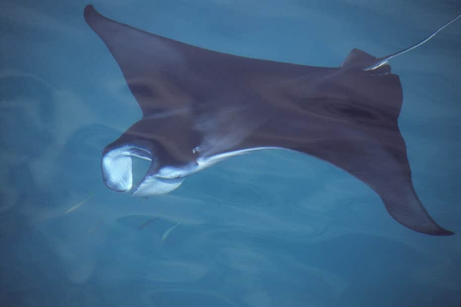 Manta nuota nell'acqua azzurra.