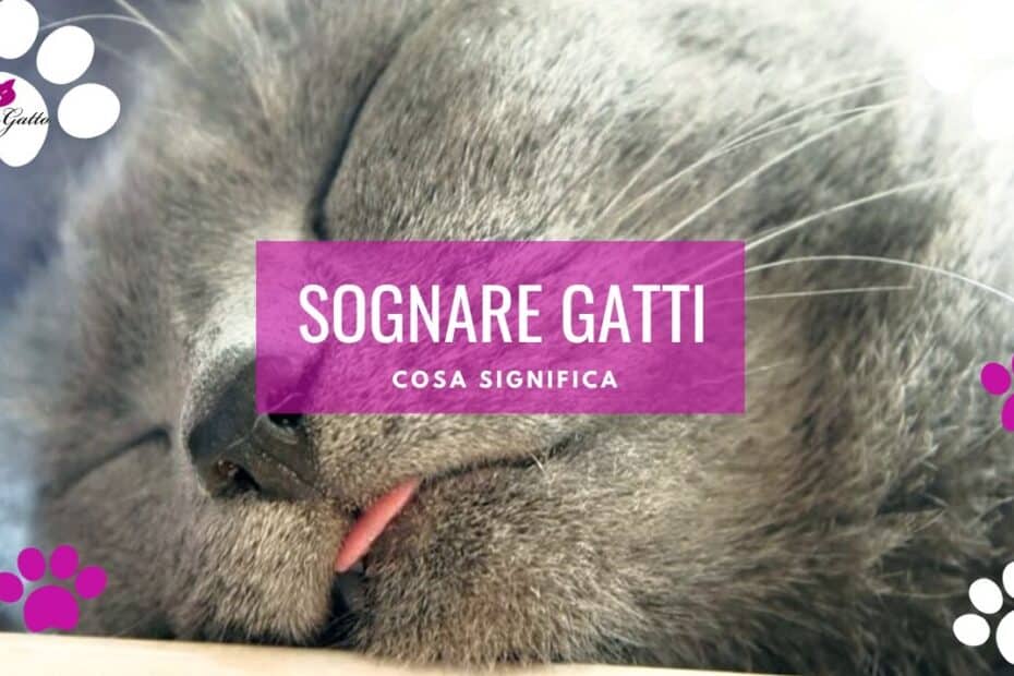 Gatto grigio dormiente con lingua fuori.