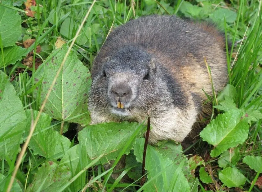 Marmotta tra l'erba verde.