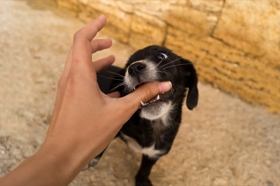 Cucciolo nero gioca con una mano umana.