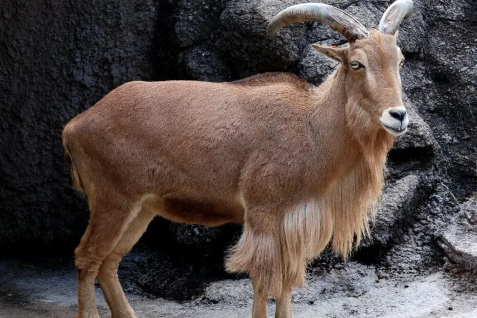 Stambecco marrone su sfondo roccioso.
