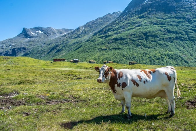 Mucca in un prato di montagna.
