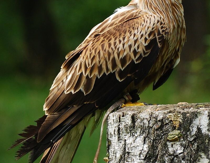 Aquila posata su tronco d'albero.