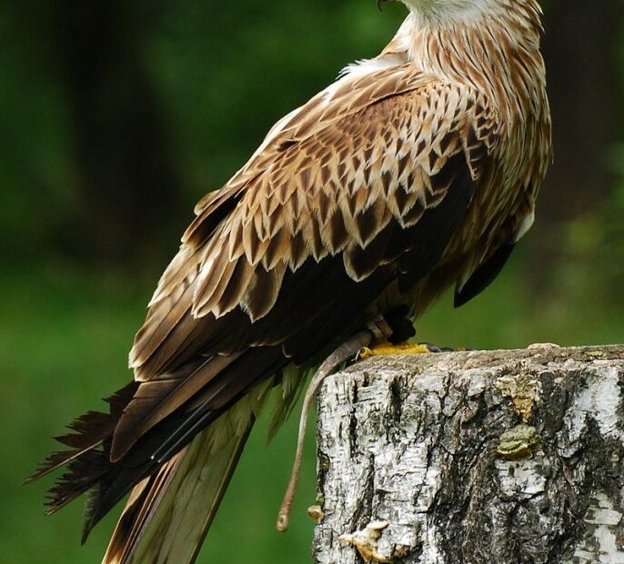 Aquila posata su ceppo legnoso