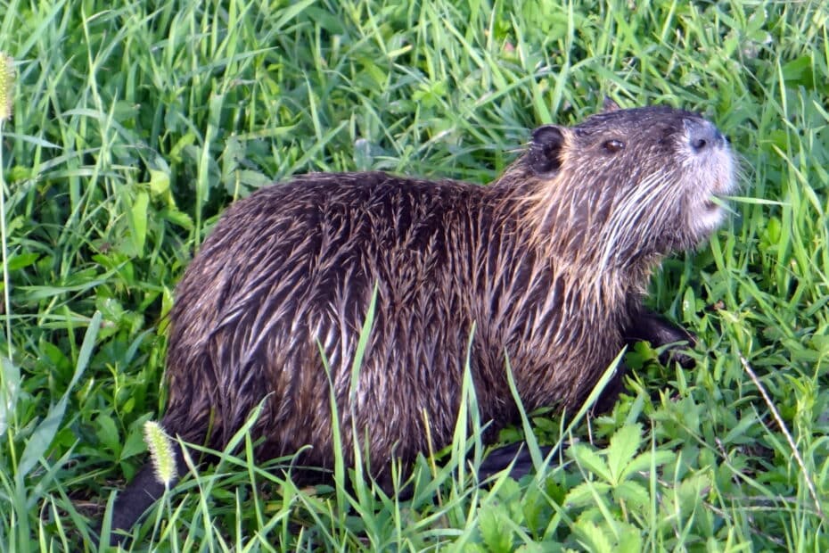 Castoro in erba verde.