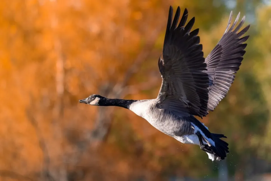 Oca in volo autunno