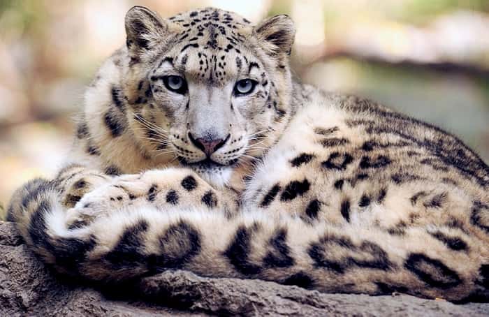 Leopardo delle nevi riposante.