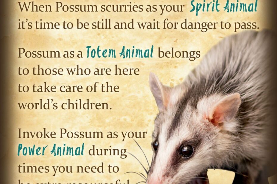 Guida spirituale opossum e significati animali totem.