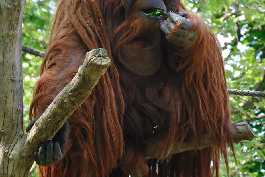 Orango che mangia foglie su un ramo.