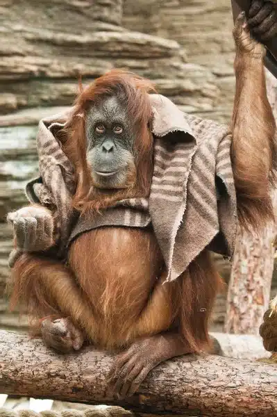 Orango con coperta seduto su tronco.