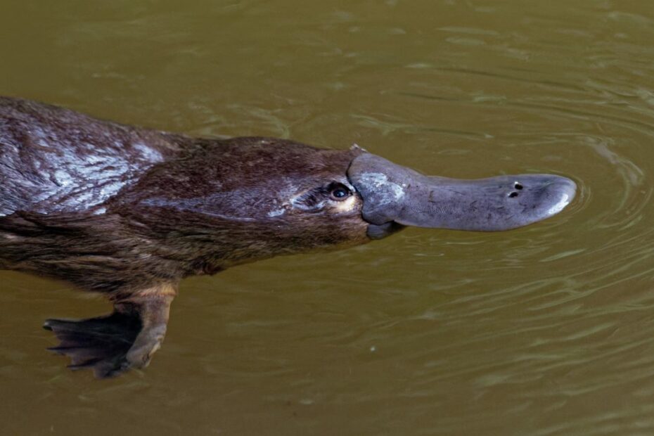 Ornitorinco che nuota in acqua torbida.