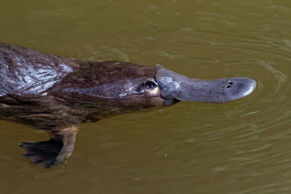 Ornitorinco nuotante in acqua torbida.