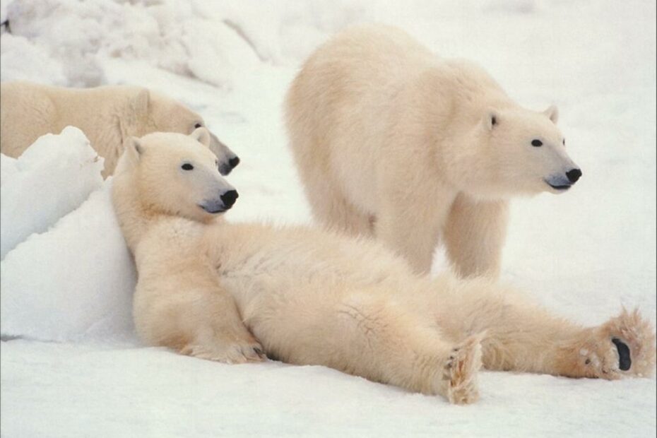 Orsi polari rilassati sulla neve.