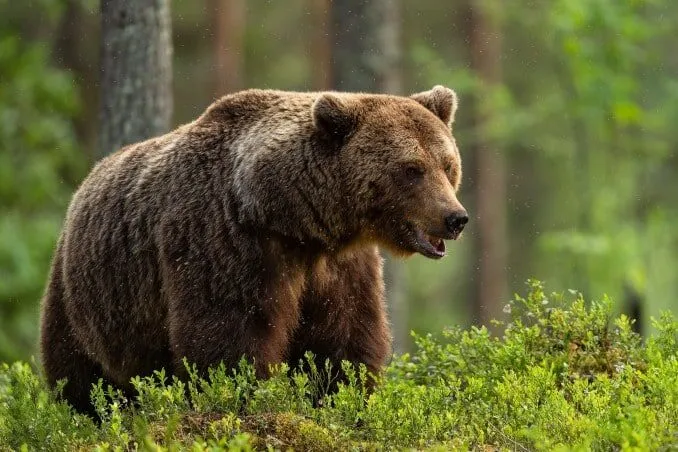 Orso bruno nella foresta sotto la pioggia.