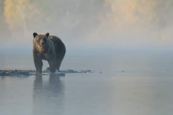 Orso bruno nella nebbia mattutina sul fiume.