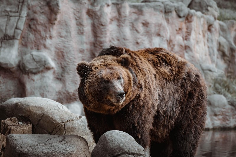 Orso bruno tra rocce e acqua.