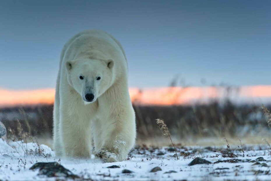 Orso polare cammina al tramonto.