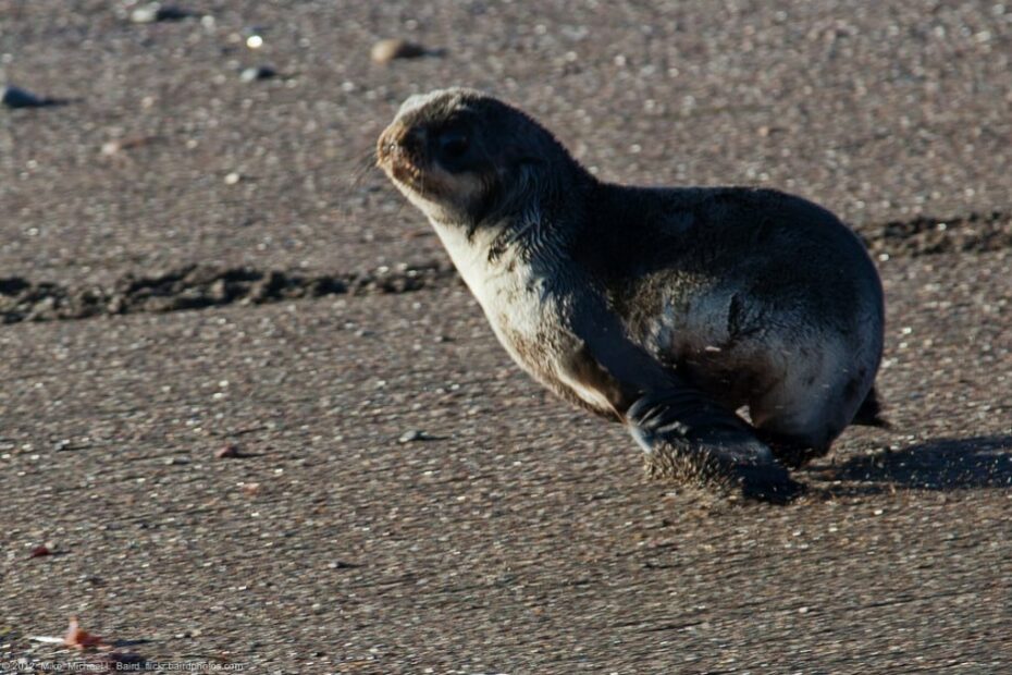 Cucciolo di foca sulla spiaggia.