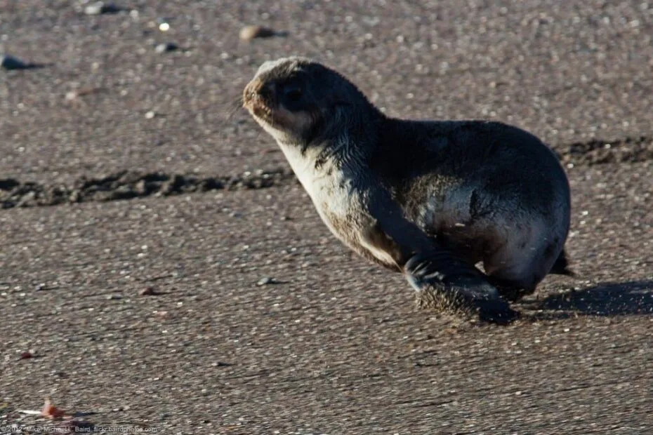 Cucciolo di foca sulla spiaggia.