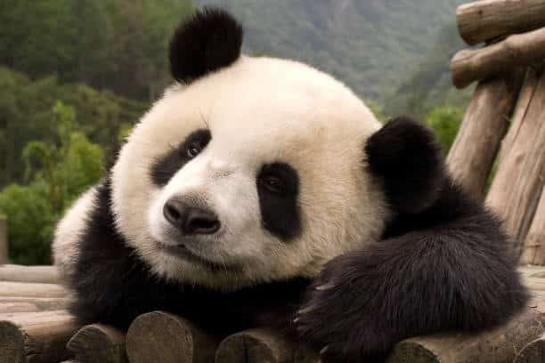 Panda gigante rilassato su strutture in legno.