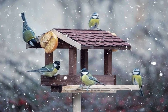 Cince su mangiatoia durante la nevicata.