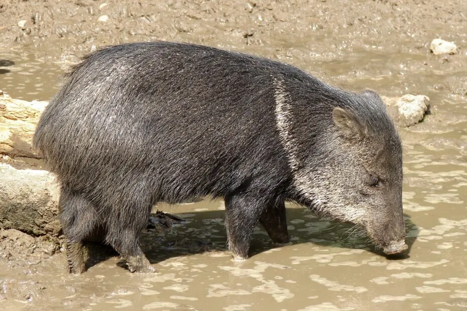 Cinghiale in acquitrino naturale.
