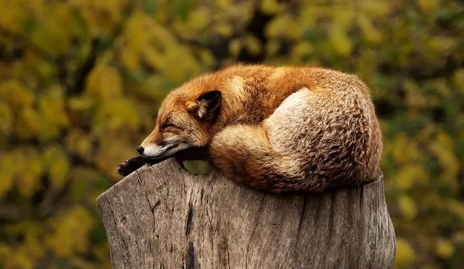 Volpe arrotolata dormiente su ceppo.