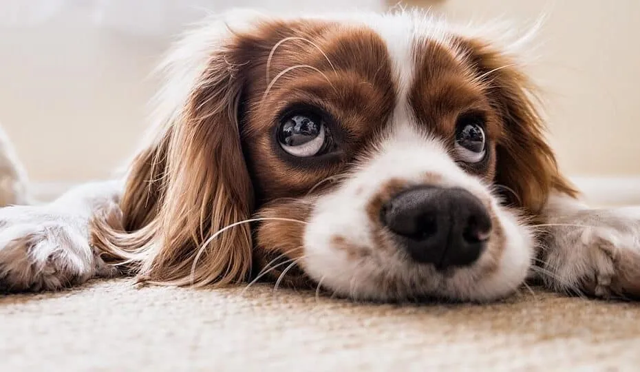 Cavalier King Charles spaniel disteso sul tappeto.