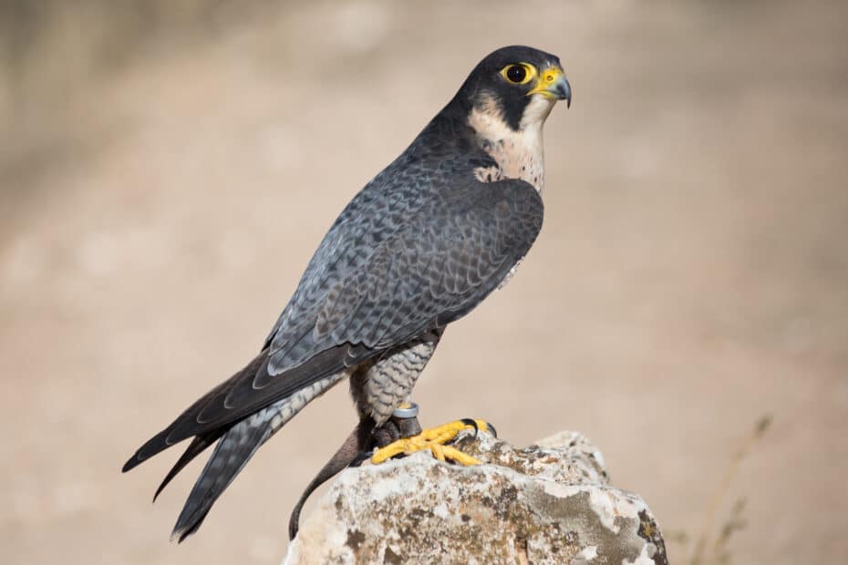Falco pellegrino posato su roccia.