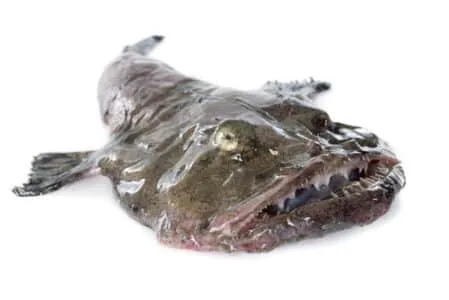 Pesce scorfano isolato su sfondo bianco.