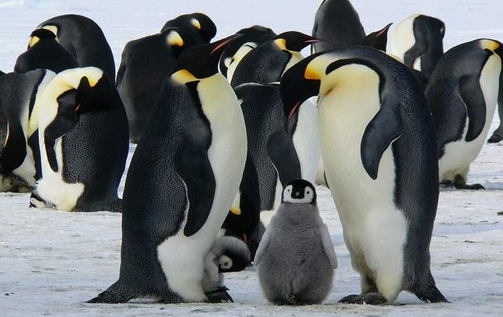 Gruppo di pinguini imperatore sulla neve.