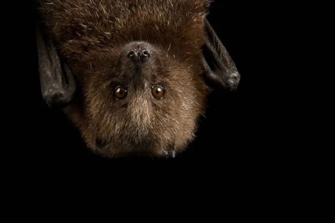 Pipistrello marrone appeso su sfondo nero.