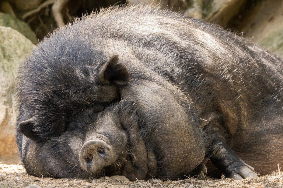 Maiale nero che dorme tranquillamente all'aperto.