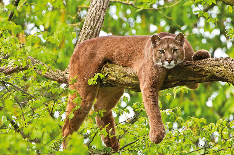 Puma riposante su un ramo tra le foglie.