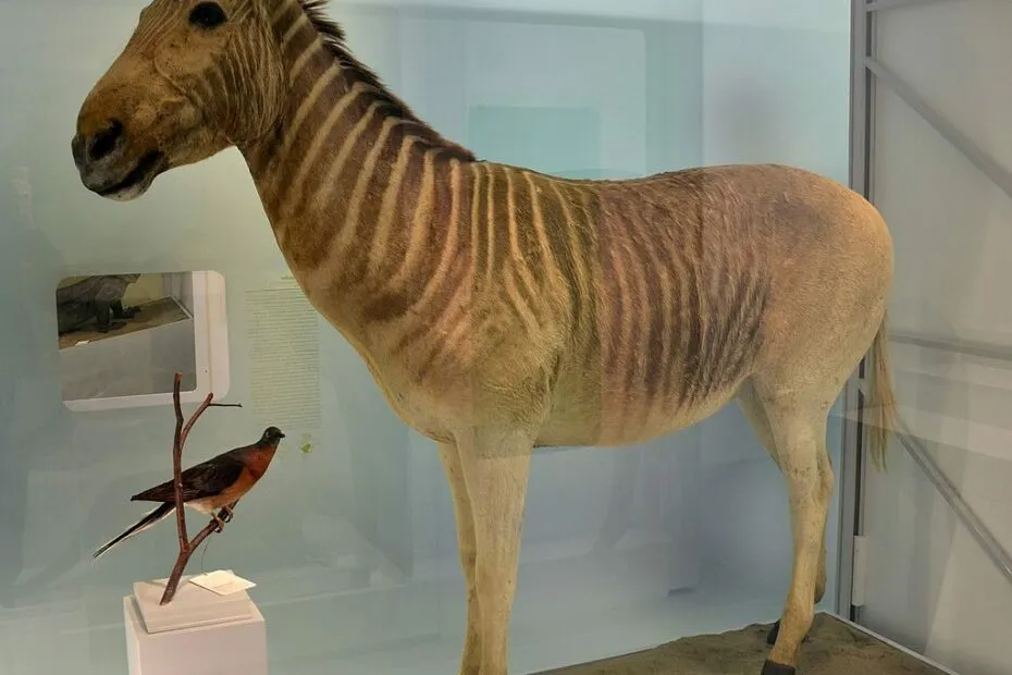 Quagga tassidermizzato in esposizione museale.