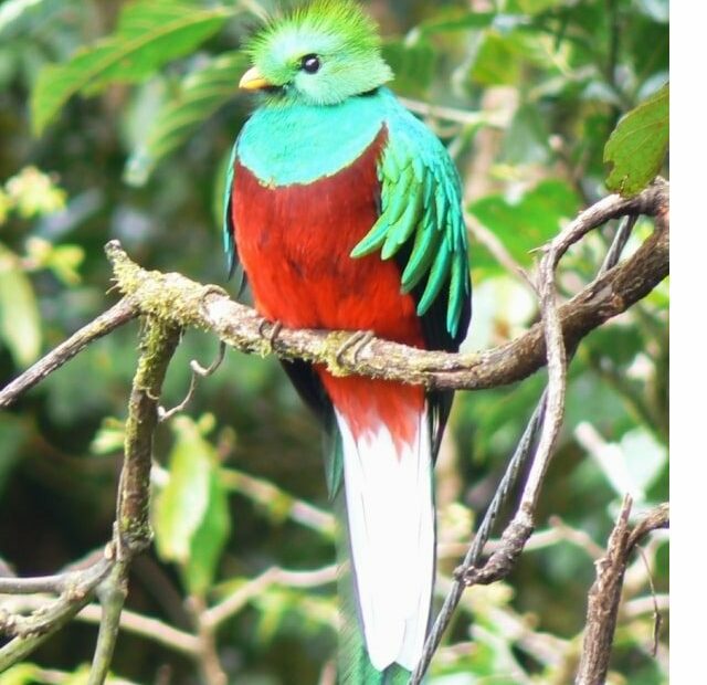 Uccello colorato su ramo nell'habitat naturale.