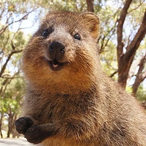 Quokka sorridente in primo piano.