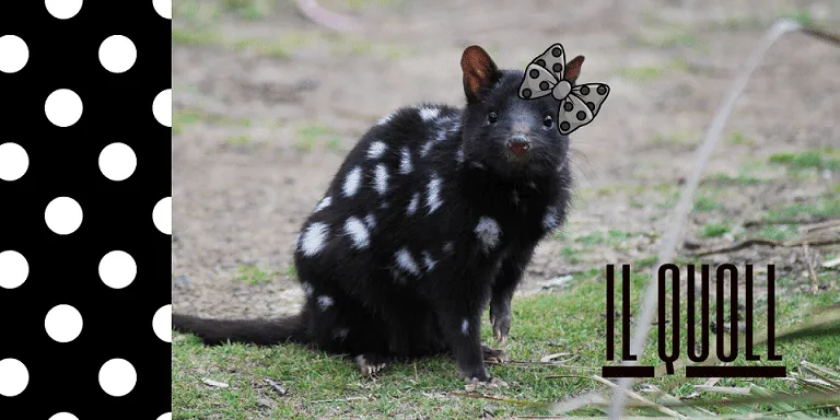Quoll maculato con fiocco sulla testa.