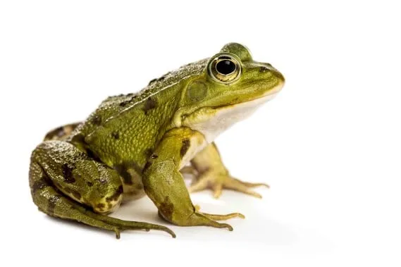 Rana verde primo piano su sfondo bianco.