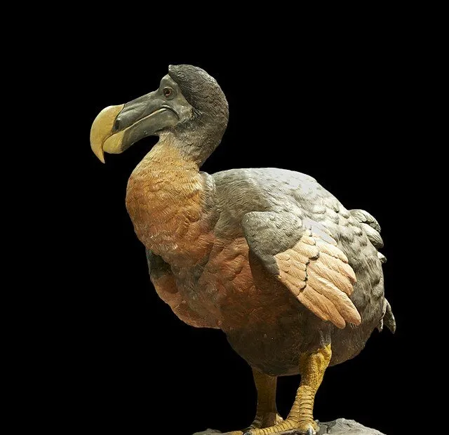 Statua di dodo su sfondo nero.