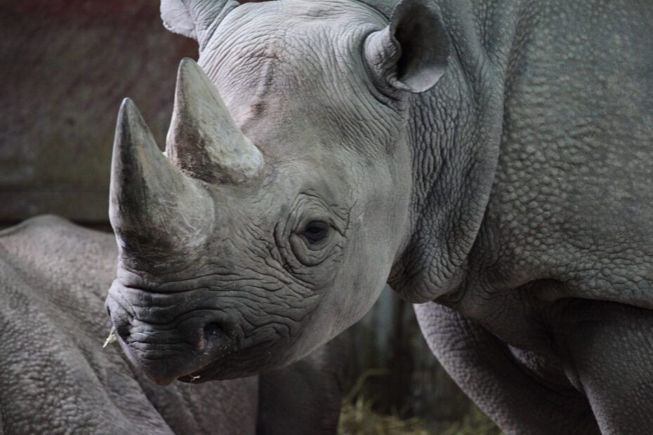 Primo piano di rinoceronte grigio