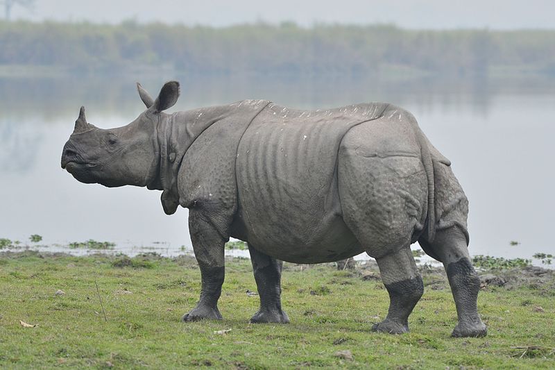 Rinoceronte indiano in habitat naturale.